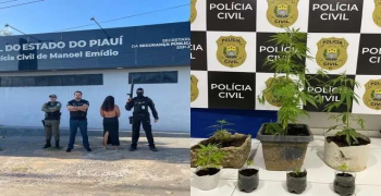 Mulher é presa com plantação de maconha em casa no PI