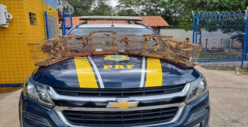 PRF resgata 35 aves silvestres transportadas ilegalmente na BR 343