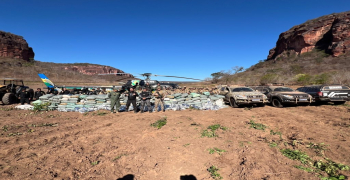 Polícias Civil e Militar desarticulam roça de maconha no sul do Piauí em ação do Pacto pela Ordem