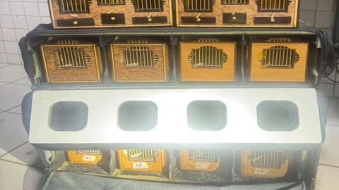 PRF flagra transporte irregular de aves silvestres durante fiscalização em Picos