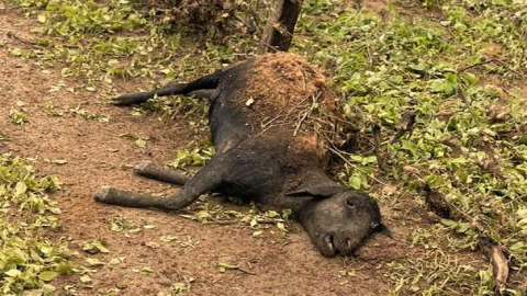 Criador tem prejuízo de cerca de R$ 100 mil após ovelhas serem levadas por correnteza