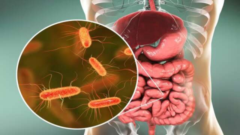 Bactérias do intestino influenciam eficácia do tratamento imunológico no câncer, apontam estudos