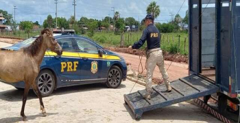 PRF intensifica retirada de animais soltos das rodovias federais no PI durante a Fase V da Operação Armentum