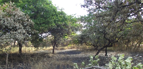 fogocancelaflo