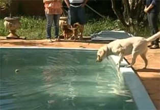 cachorro