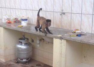 macaco-piaui