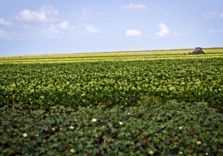 soja