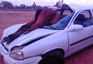 burro