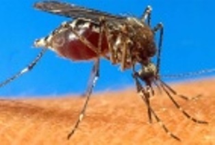 dengue