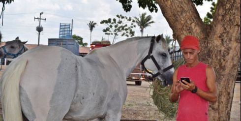 cavalo