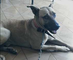 cachorro