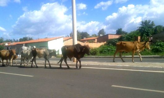 gado0