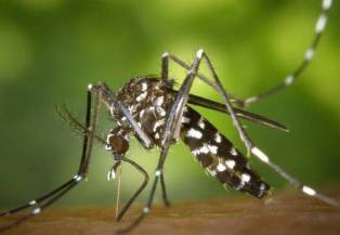 aedes