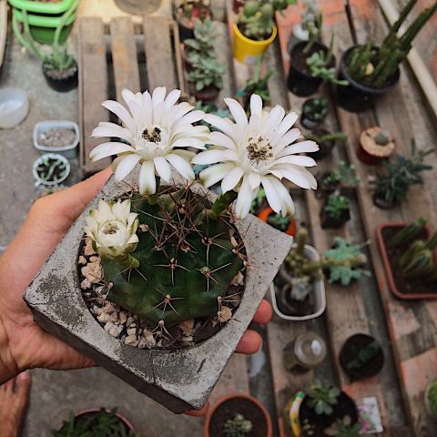 plantas