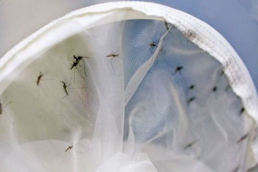dengue