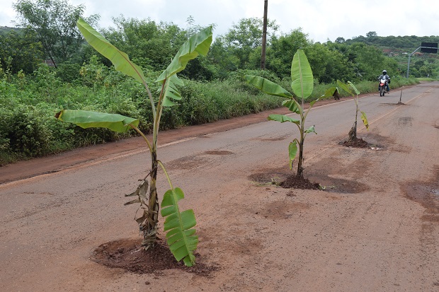 bananeiras