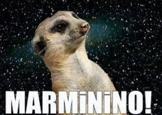 suricate
