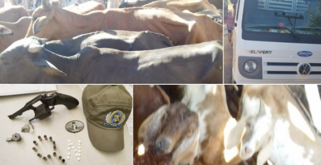 bovino