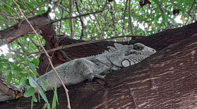 iguana