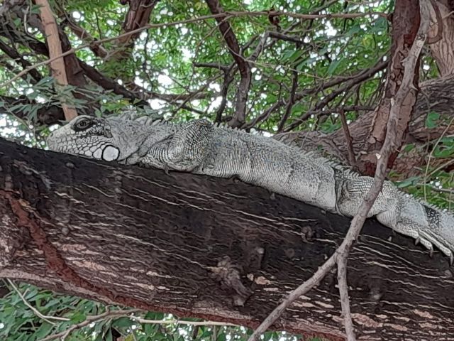 iguana2