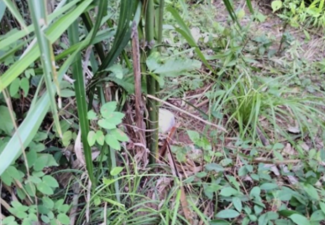 ossada