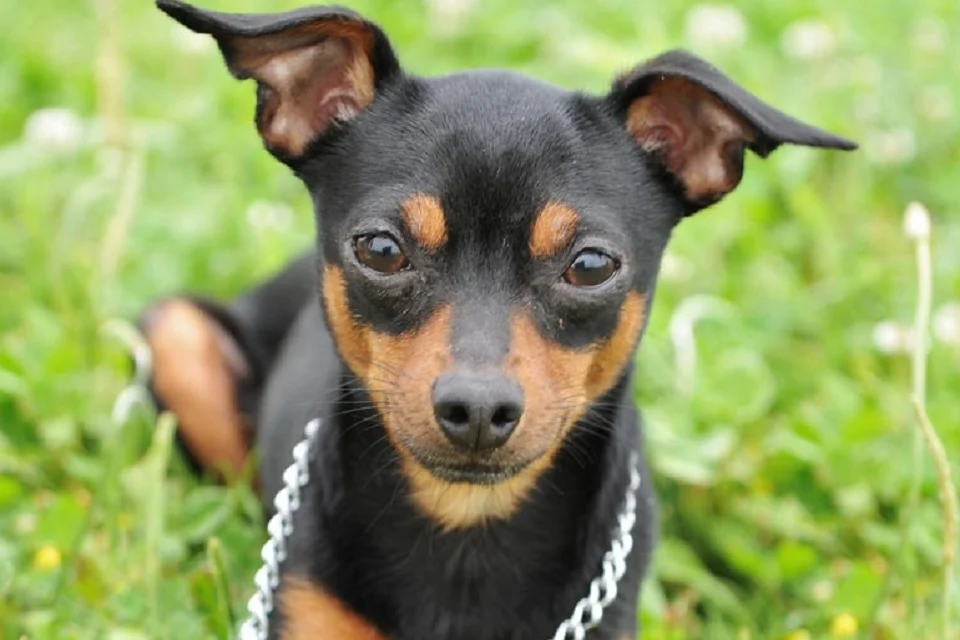 pinscher