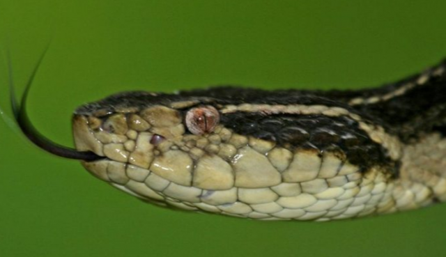 venenocobra