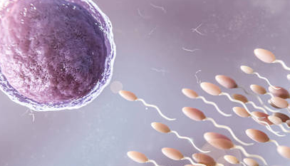 fertilidade