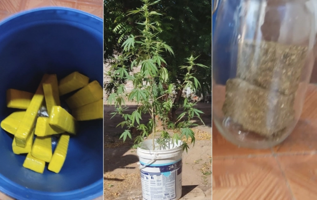 pemaconha
