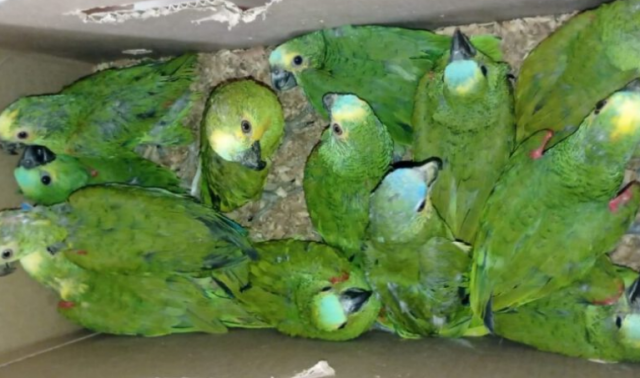 papagaio