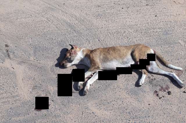cachorro