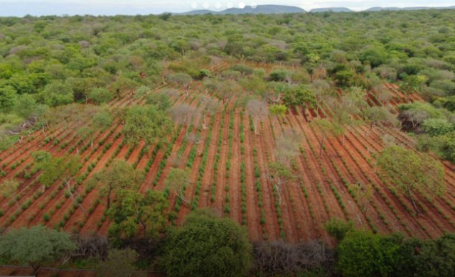 plantiomaconha