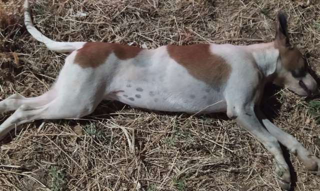 cachorro