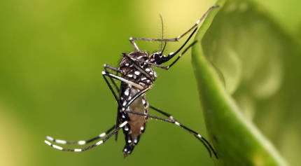 dengue