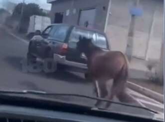 cavalopuxado