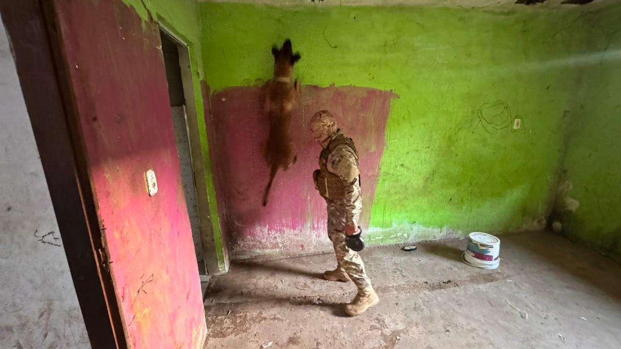 cachorro