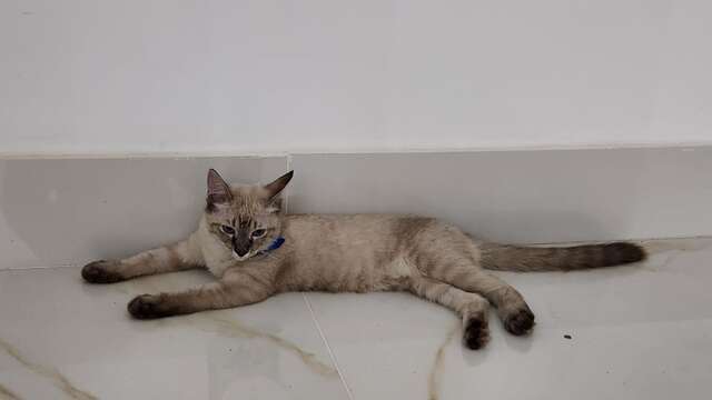 Aumenta para R$ 2.000 a recompensa para quem encontrar a Bella. Veja mais informações