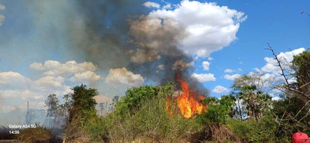 Incêndio em São José do Peixe devasta grande área de vegetação. Vários animais foram mortos