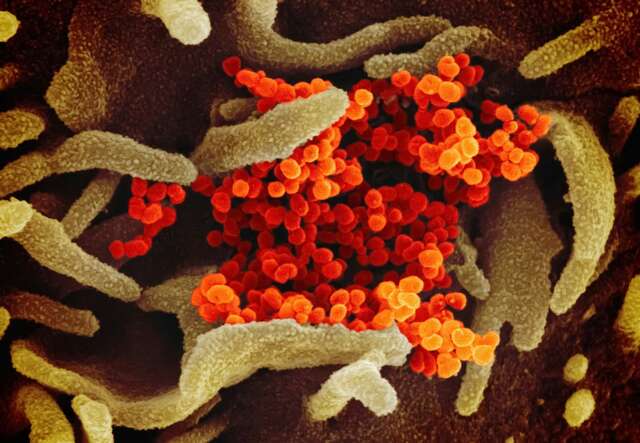 bacteriaintestino