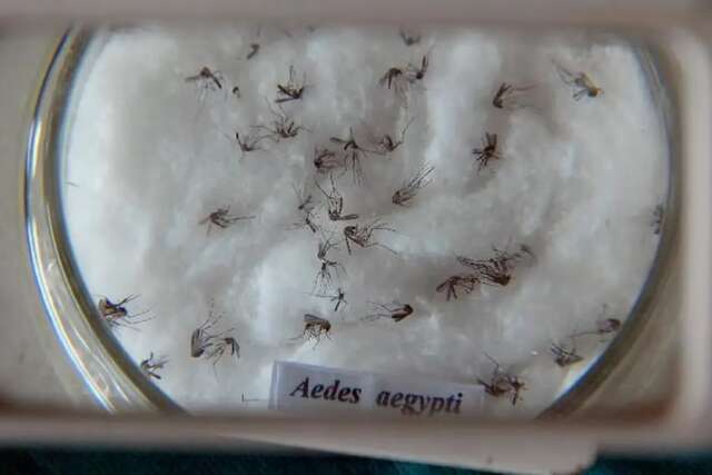 dengue