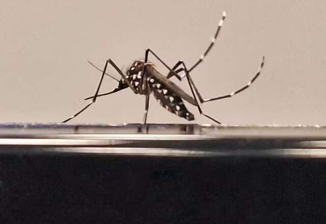 mosquito