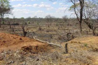 caatinga