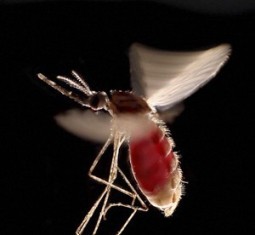 malaria copy