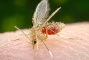 mosquito19122012