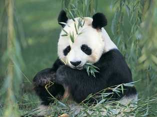 panda03012013